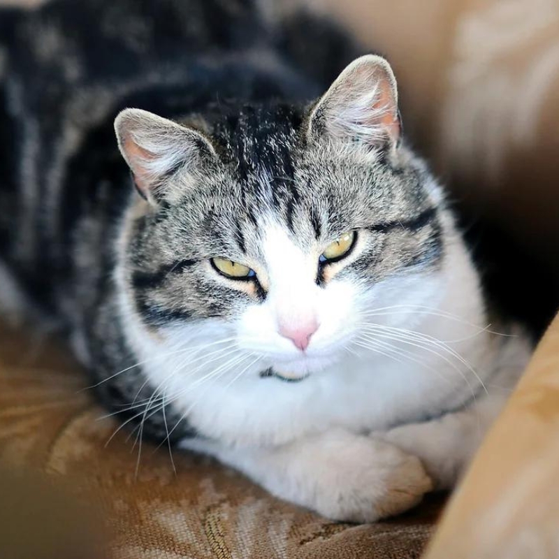 cat resting on a couch