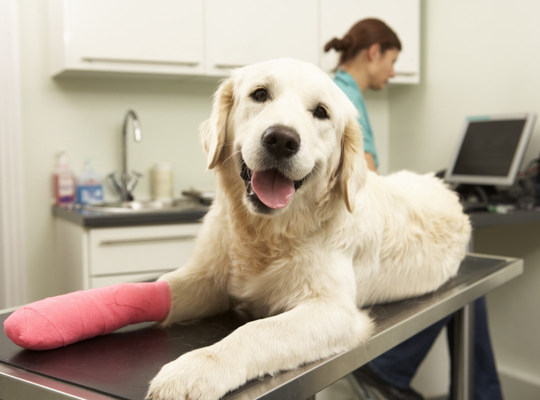 bandage on the dog's leg