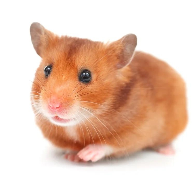 small hamster