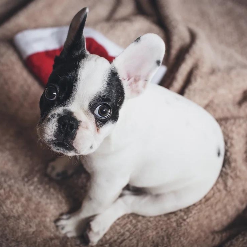 small black and white French Bulldog sitting on a blanket.