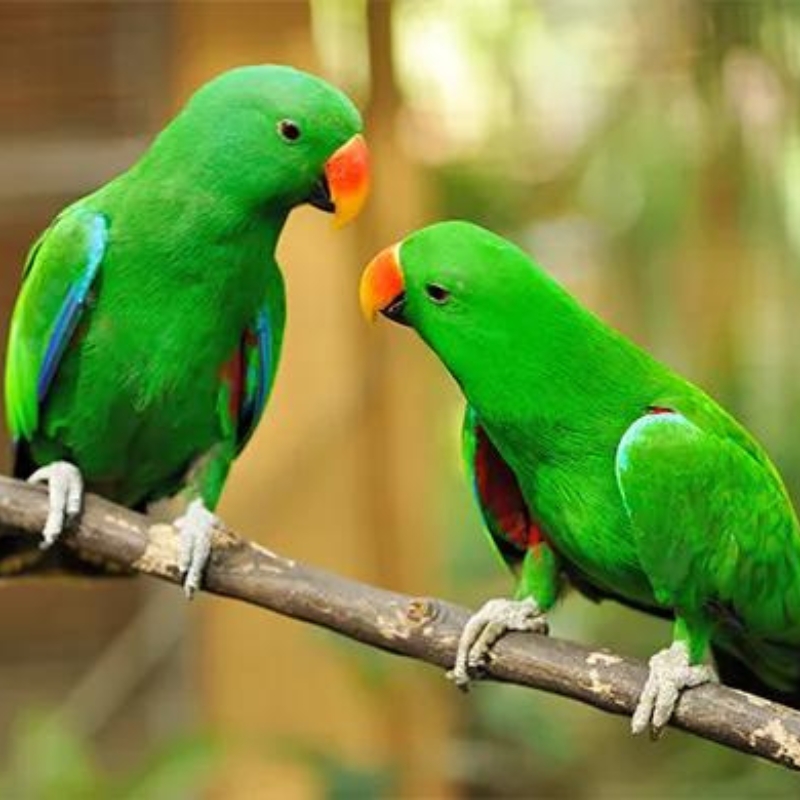 Two green parrots sitting on a branch