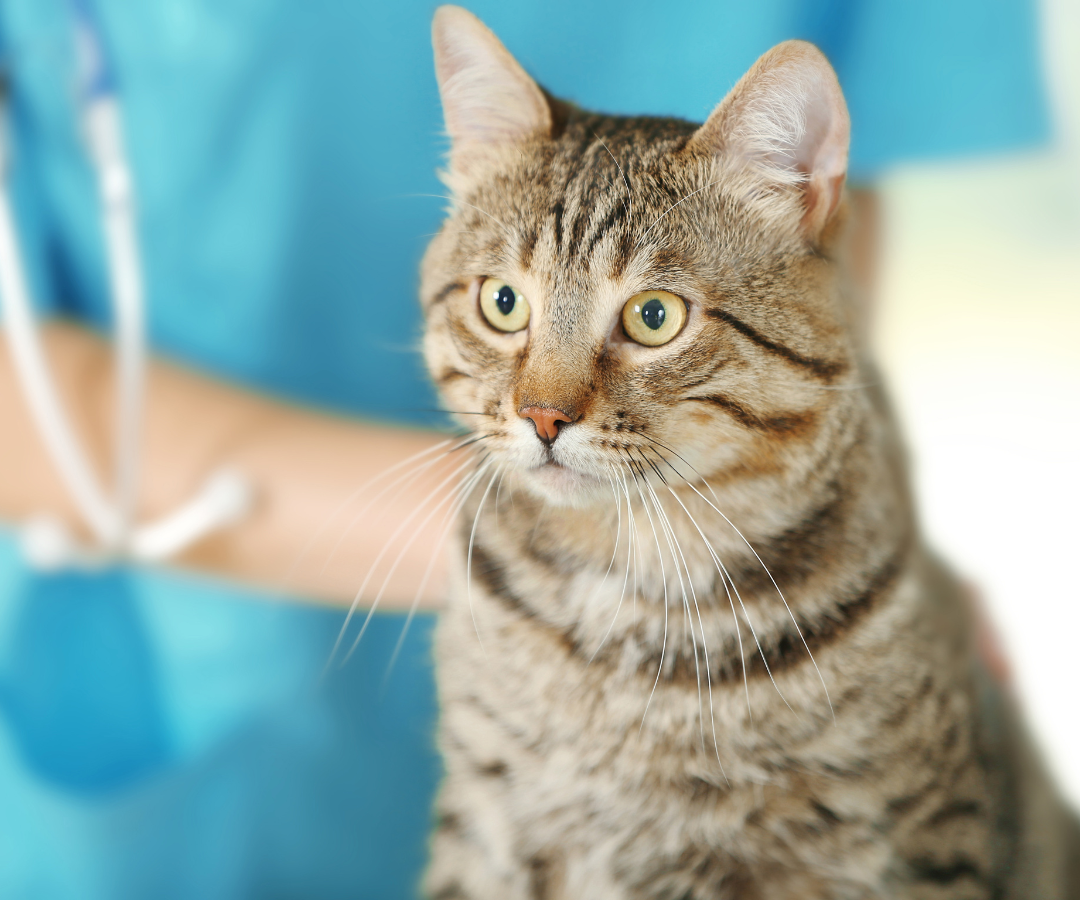 cat sitting in vet clinic