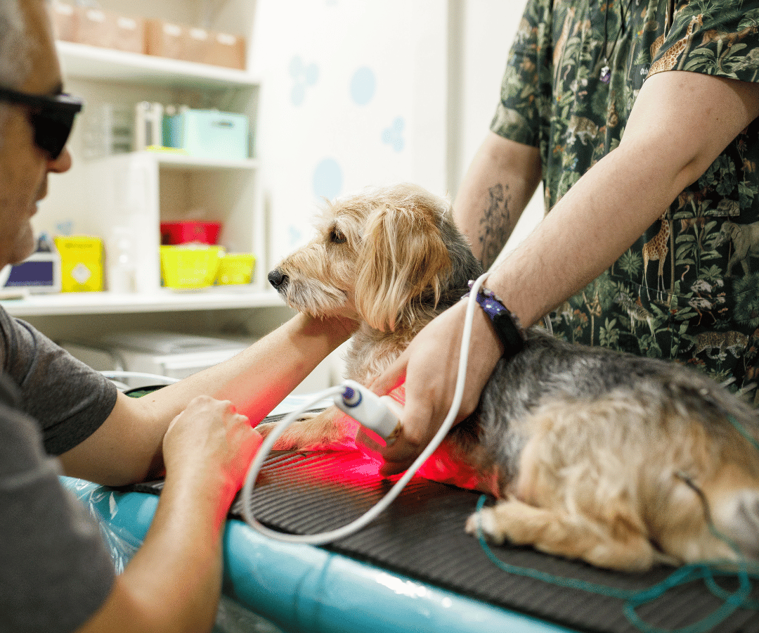 vet doing laser therapy to a dog