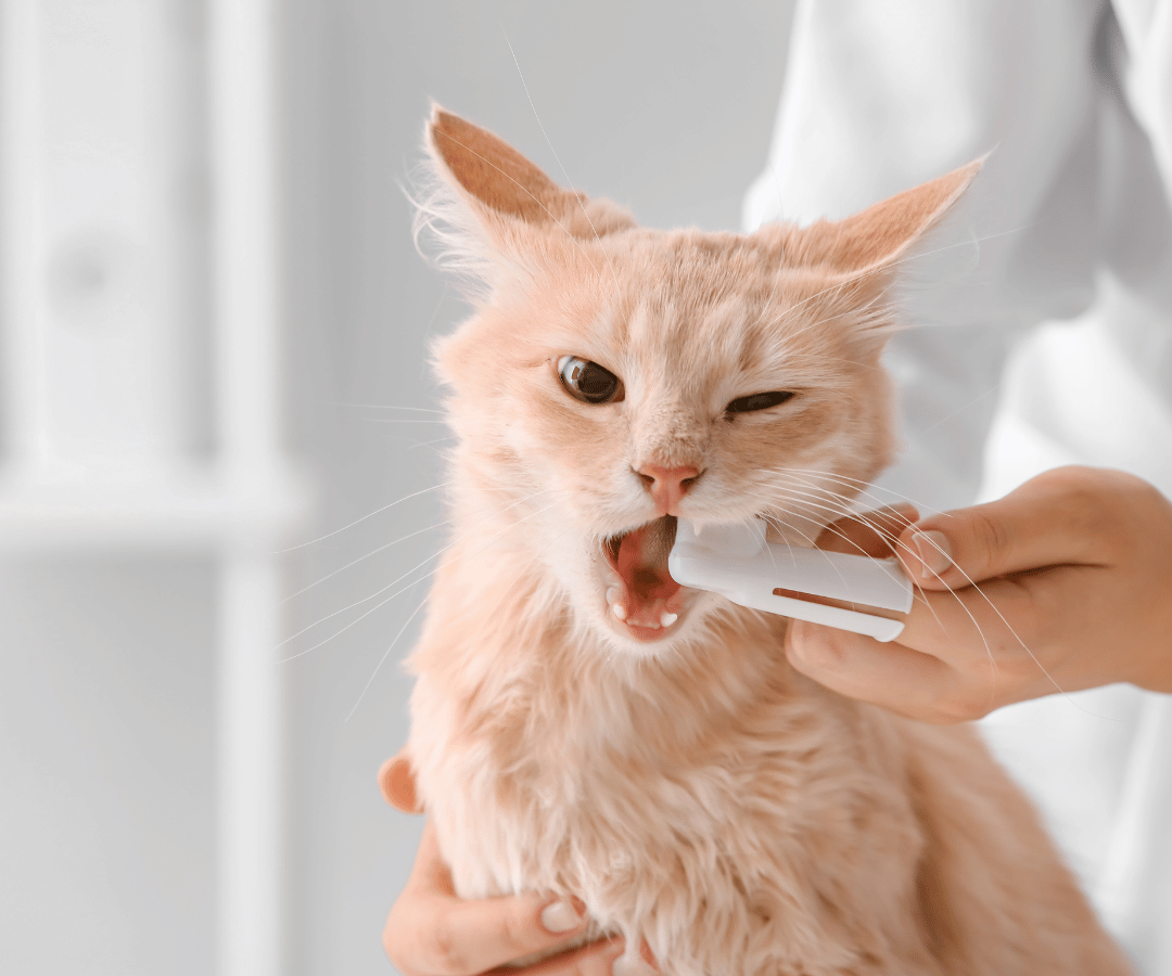 vet brushing cat teeth 