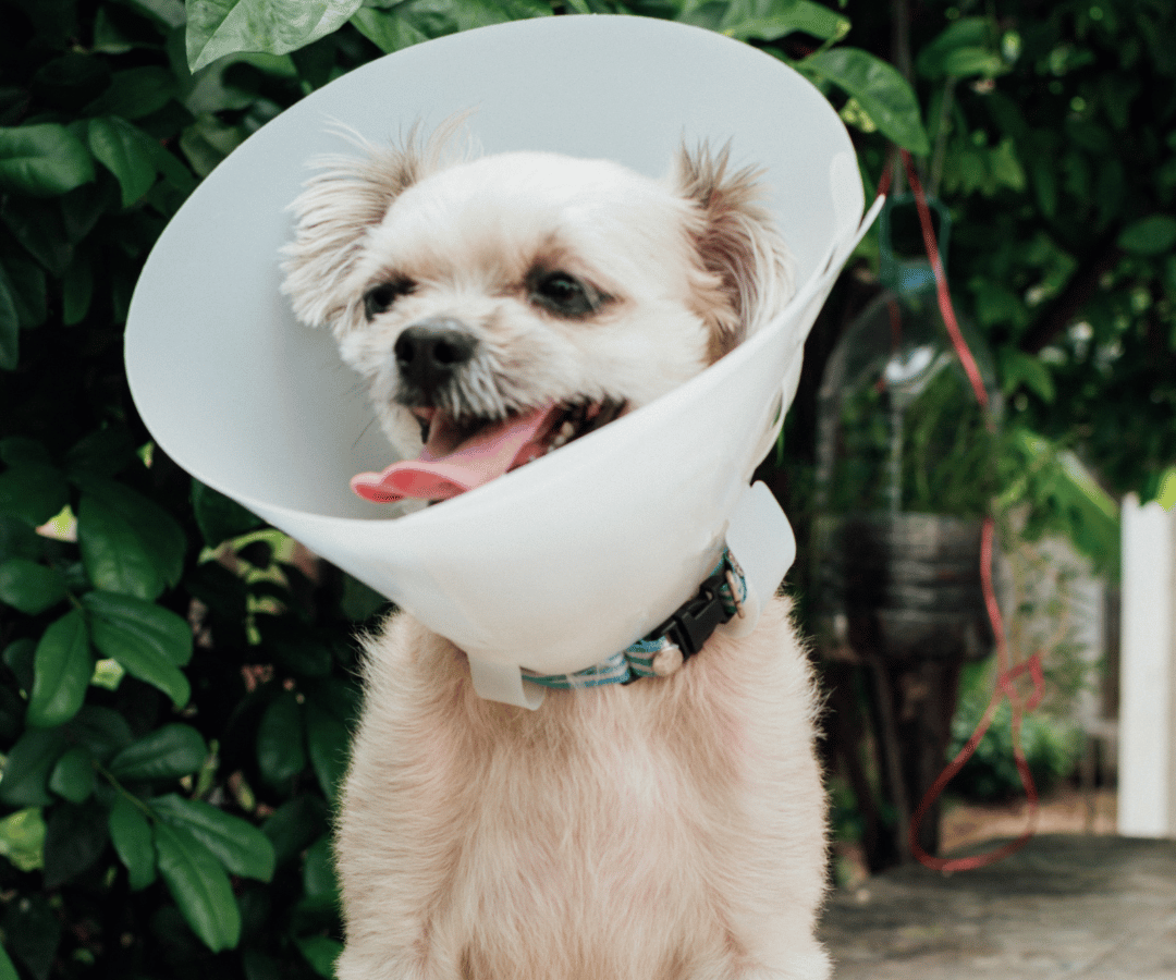 dog wearing surgery collar