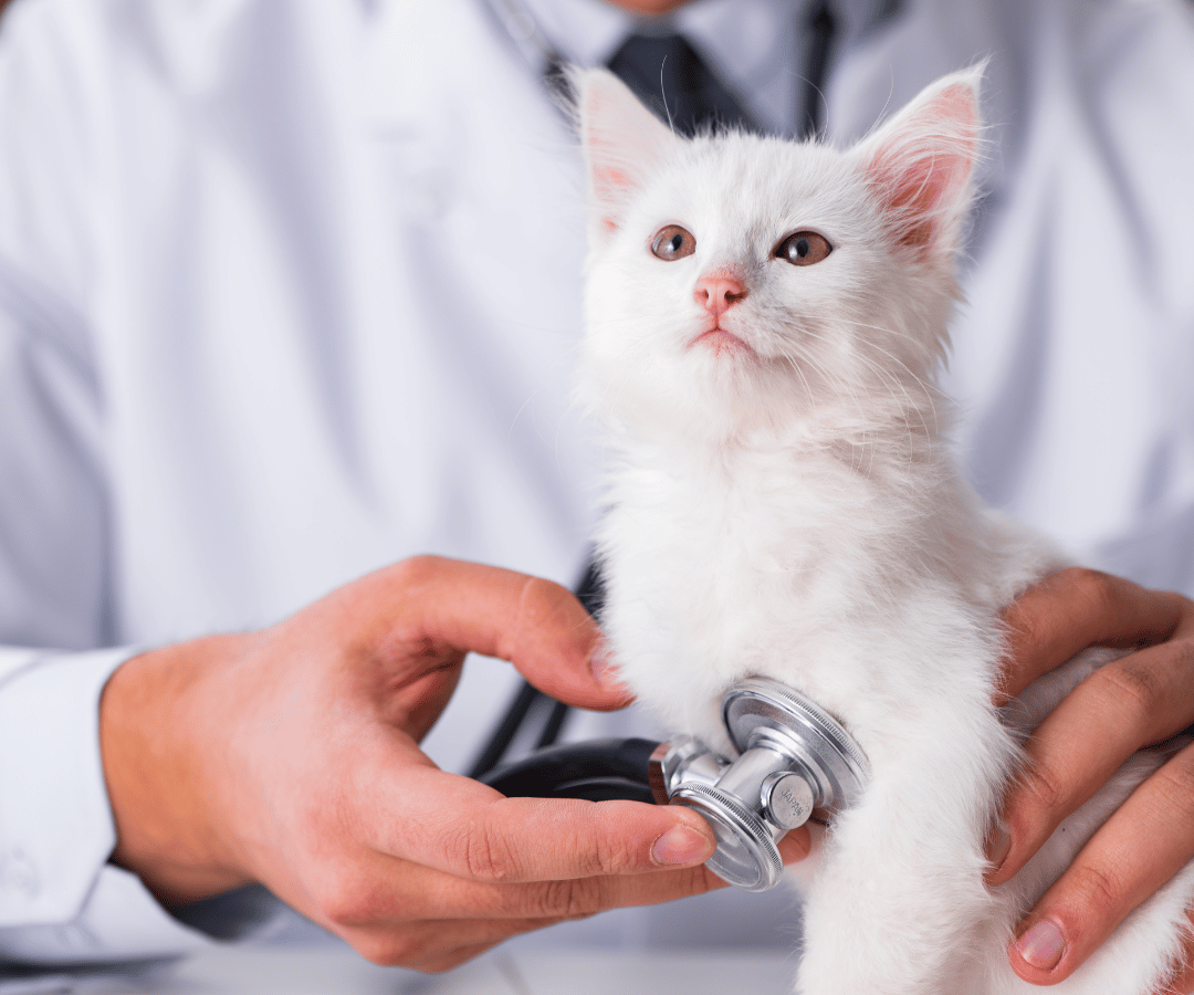 vet examing a cat 